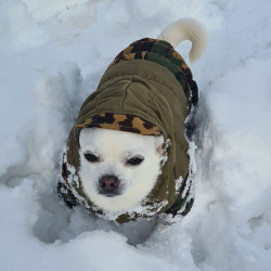 "Dog type" NO FLEECE Gorka Partizan camo hoodie Dog wear Waterproof outdoor pet clothing